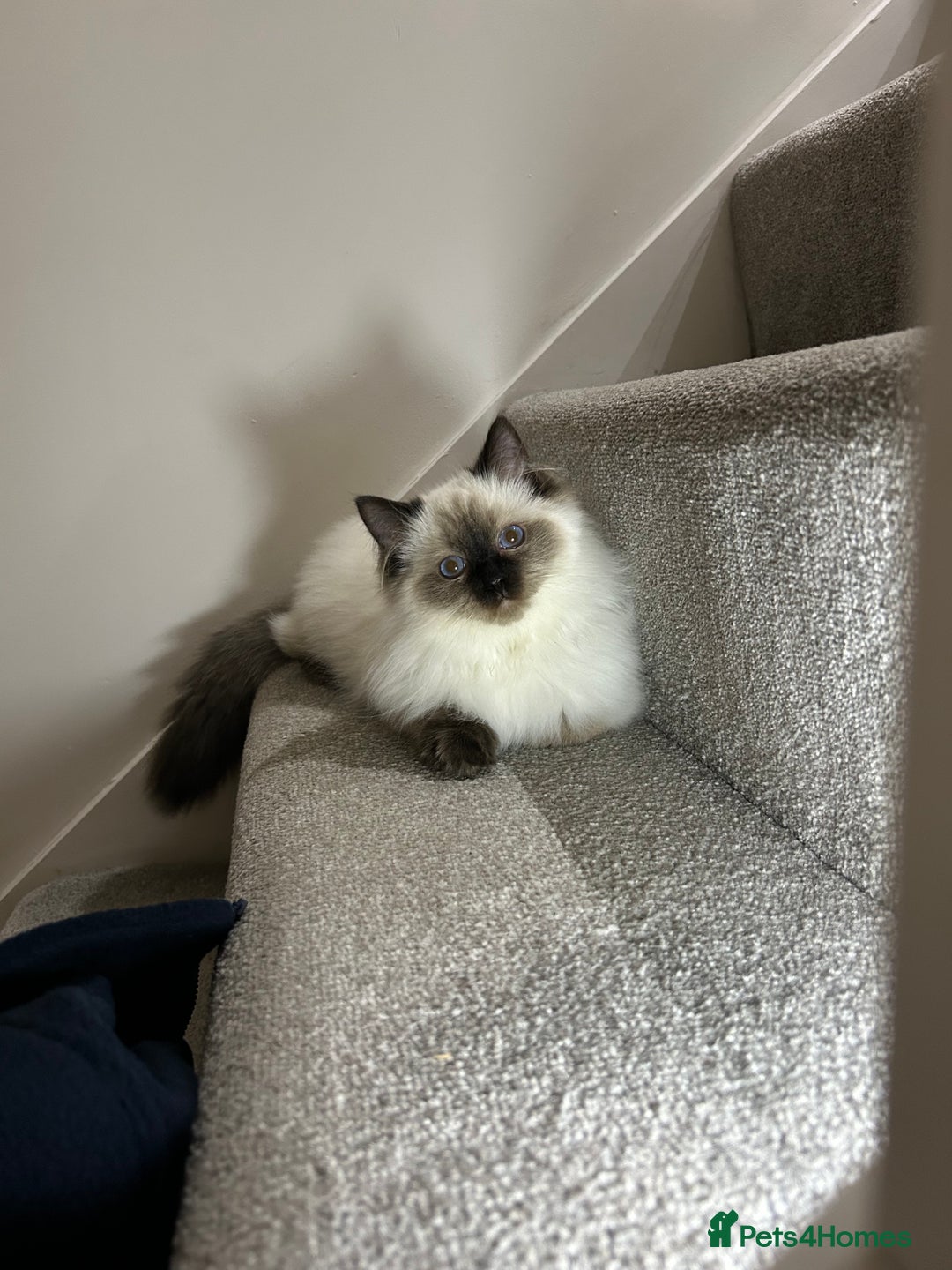 Ragdoll cats for sale: Ragdoll male Kittens For Sale - Advert 6