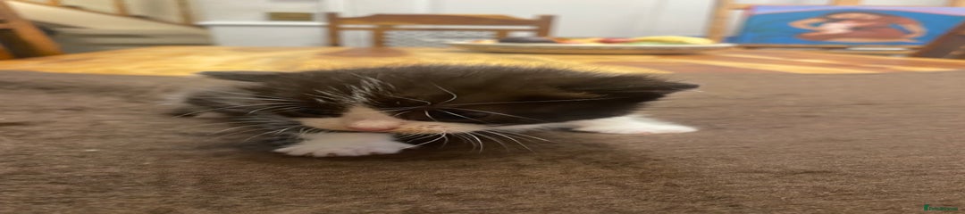 Mixed Breed Kitten 1