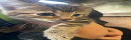 Mixed Breed cats for sale: Farm kittens - Advert 11