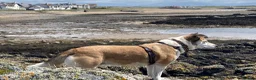 Mixed Breed dogs for adoption: 🐾 ROMA ❤️ SPECIAL GIRL SEEKS SPECIAL HOME 🏡 - Advert 4