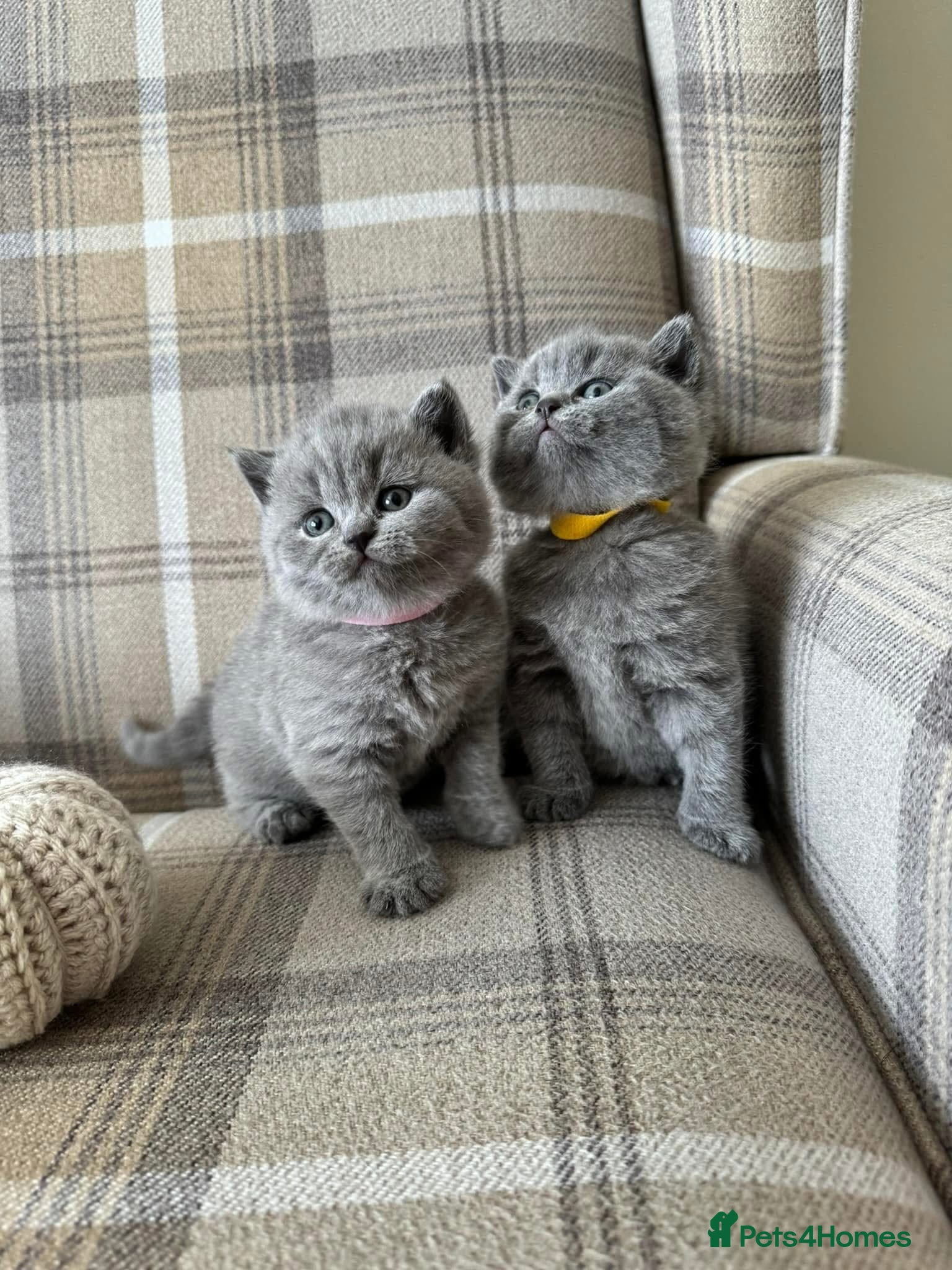 British Shorthair cats outstanding British blue kittens - Advert 3