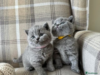 British Shorthair cats outstanding British blue kittens - Advert 6