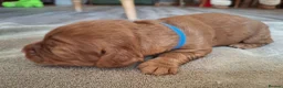 Cocker Spaniel dogs for sale: 4 Red Working Cocker Spaniel Boys - Advert 4