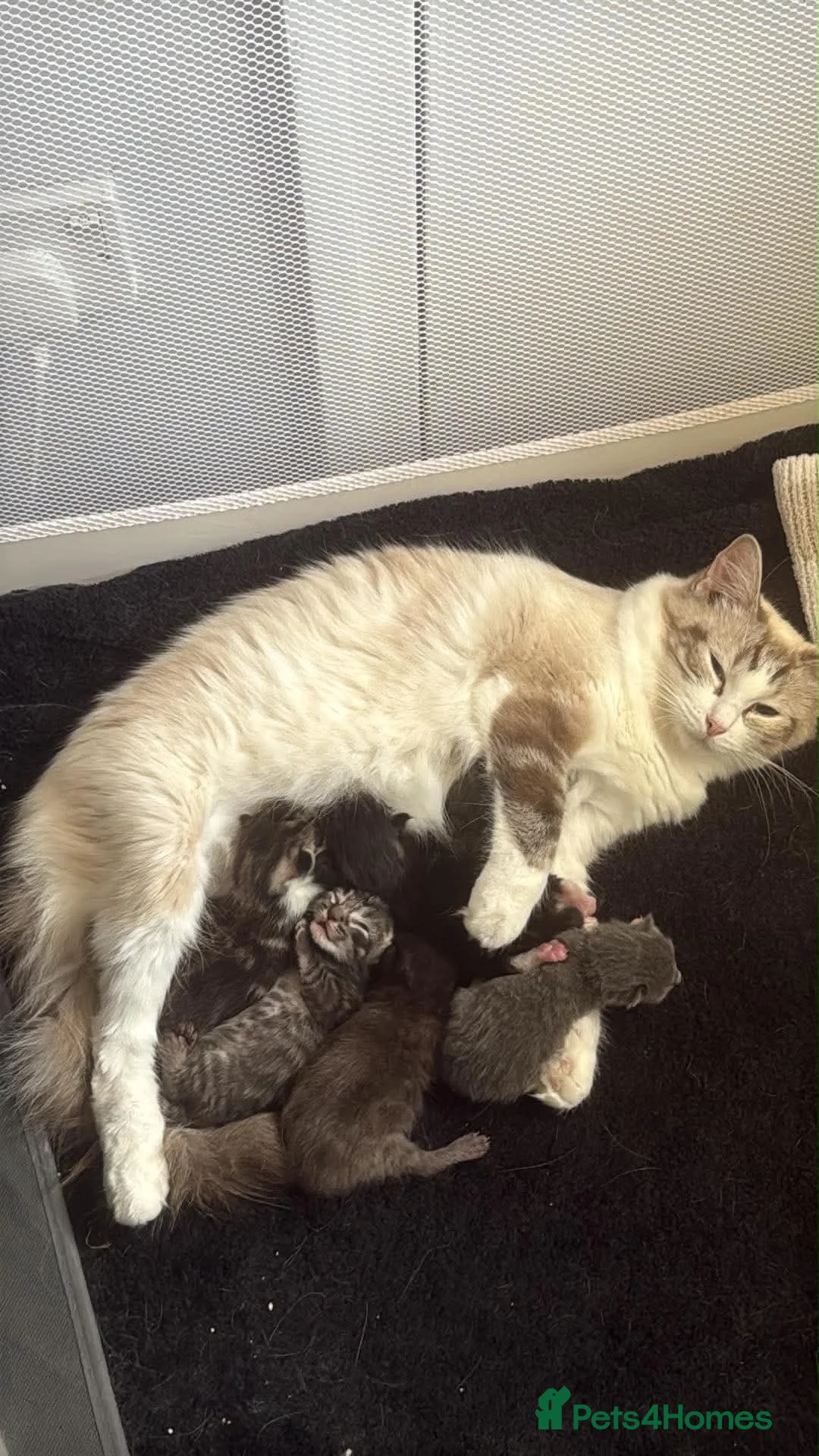 Ragdoll cats for sale: Ragdoll cross kittens  - Advert 1