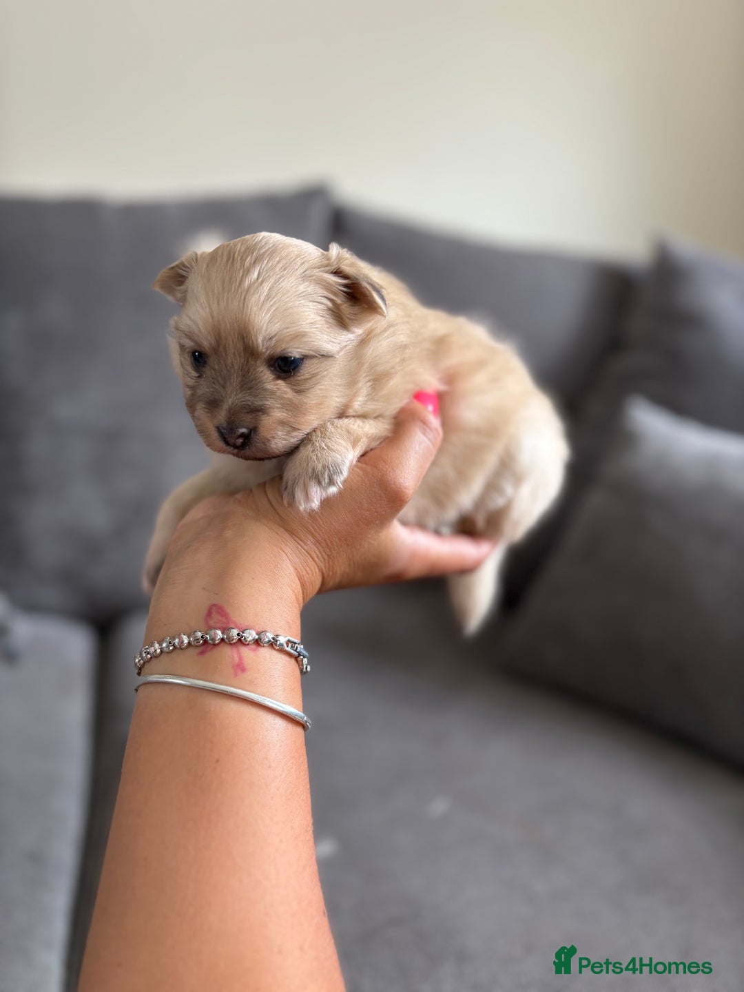 Pomeranian dogs for sale: Pomeranian puppies girl and boy  - Image 10
