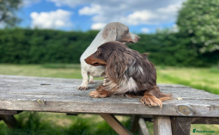 Miniature Dachshund dogs in Oldham - Advert 11