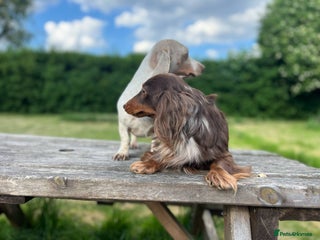 Miniature Dachshund dogs in Oldham - Advert 1