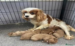 Cavapoo dogs for sale: F1 Cavapoo - Image 3