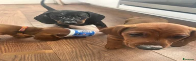 Dachshund Puppy 1