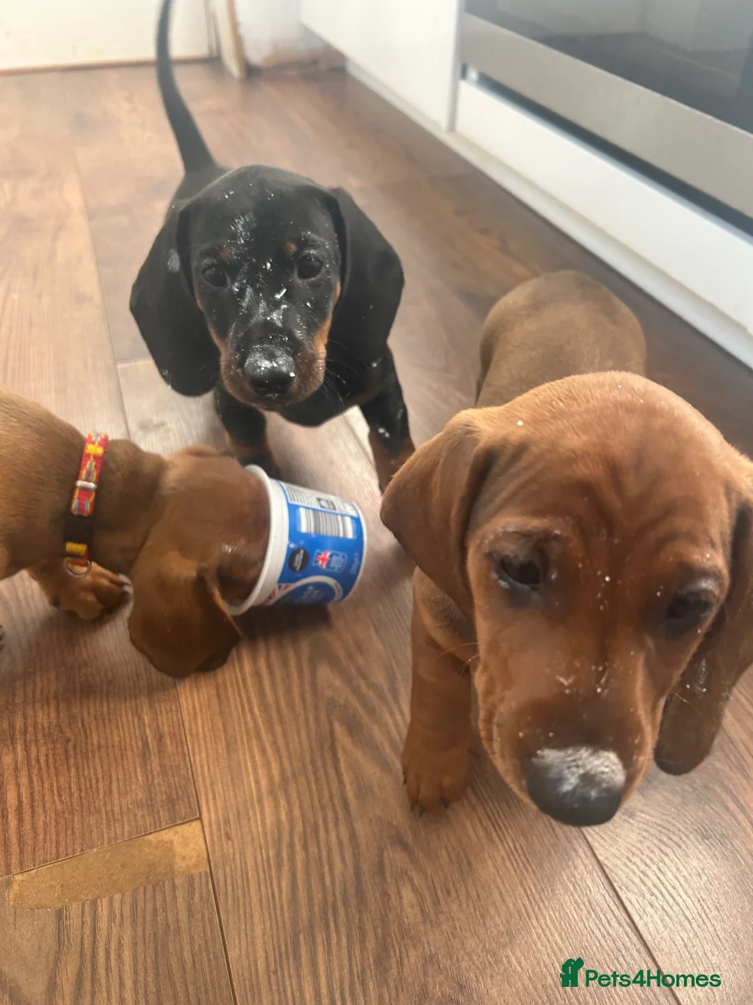 Dachshund dogs for sale: Standard Dadhshunds in Buckingham - Advert 5