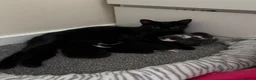 Domestic Shorthair cats for sale: LovelyLitter of 5 Healthy Kittens ready to reserve in Wednesbury - Advert 23