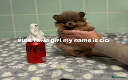 Pomeranian dogs for sale: Beautiful Pomeranian puppies  - Image 1
