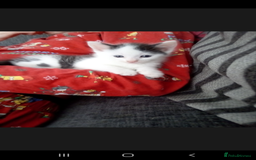 Mixed Breed cats for sale: One 8 week male kitten ready to re-home  - Image 9