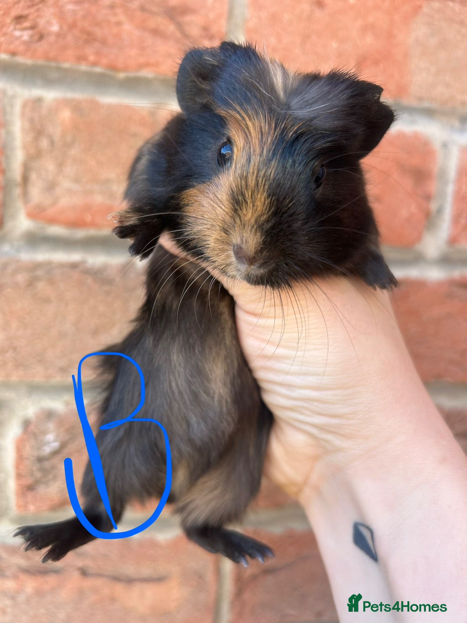 Guinea Pig rodents Baby guinea pigs  - Advert 1