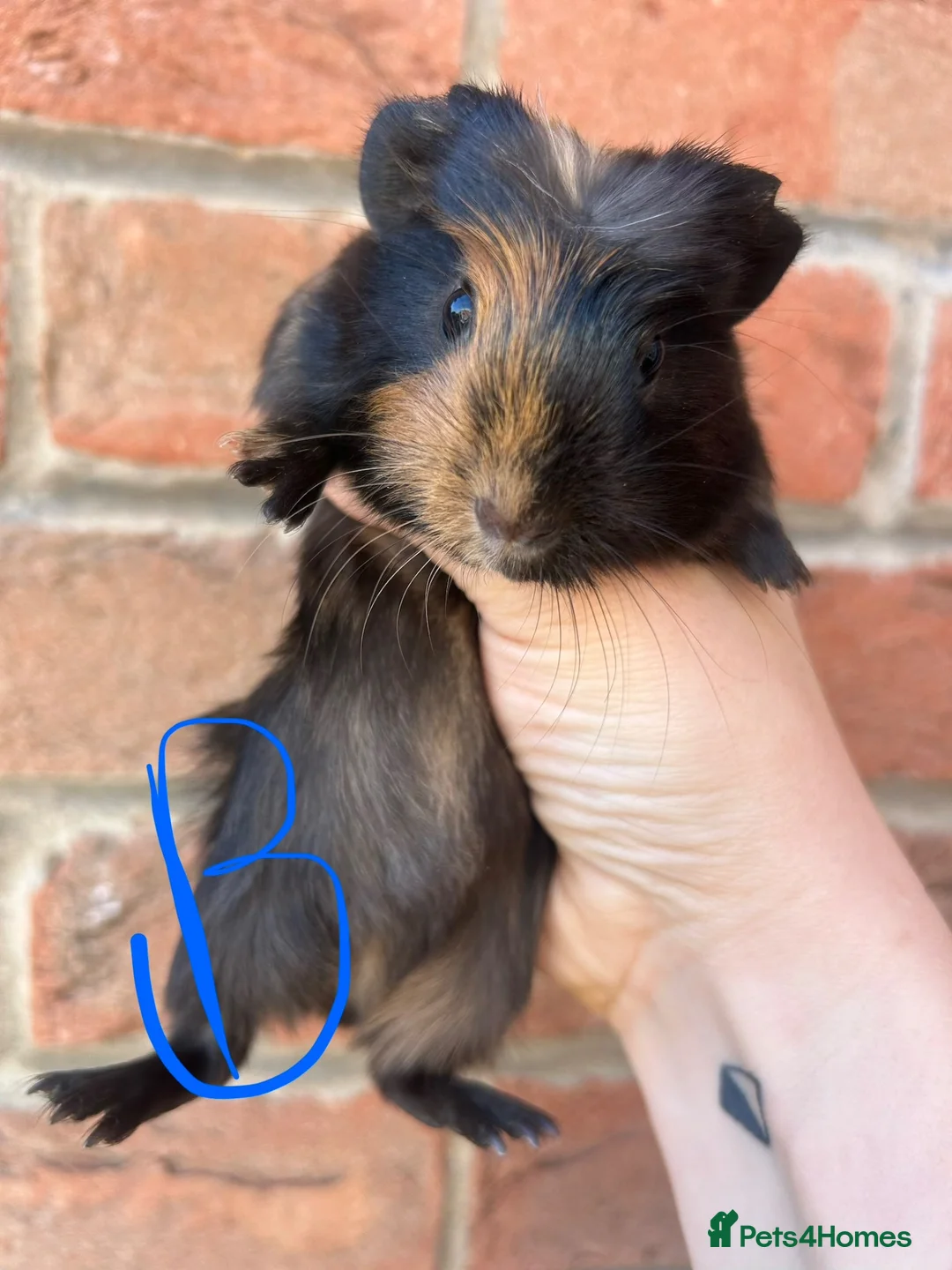 Guinea Pig rodents for sale: Baby guinea pigs  - Advert 1