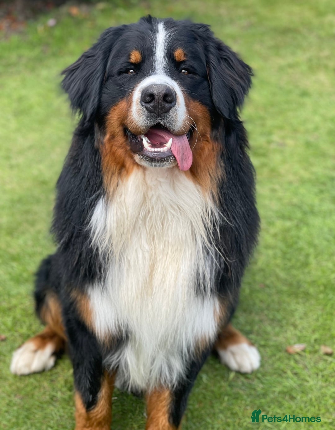 Bernese Mountain Dog dogs for stud: 🔥 CRUZ💥 TOP QUALITY BERNESE MOUNTAIN DOG STUD in Whitehaven - Image 13