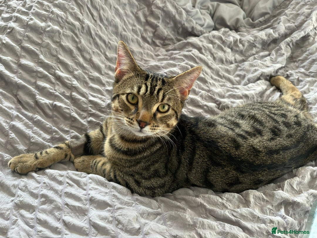 Domestic Shorthair cats for sale: Sweet, playful young tabby boy needs a loving home - Advert 1