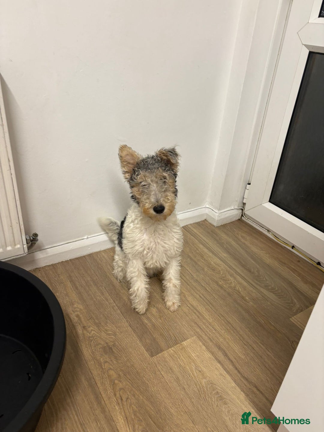 Fox Terrier dogs for sale: Female fox terrier  - Advert 2