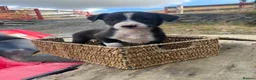 Mixed Breed dogs for sale: Working dogs - Advert 9