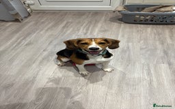 Bocker dogs for sale: 🌸Darla looking for a forever home🌸 - Image 2