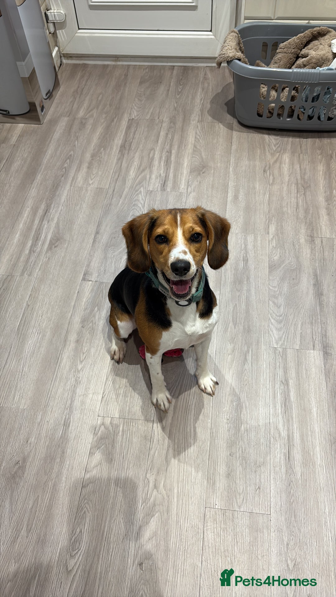 Bocker dogs for sale: 🌸Darla looking for a forever home🌸 - Image 2
