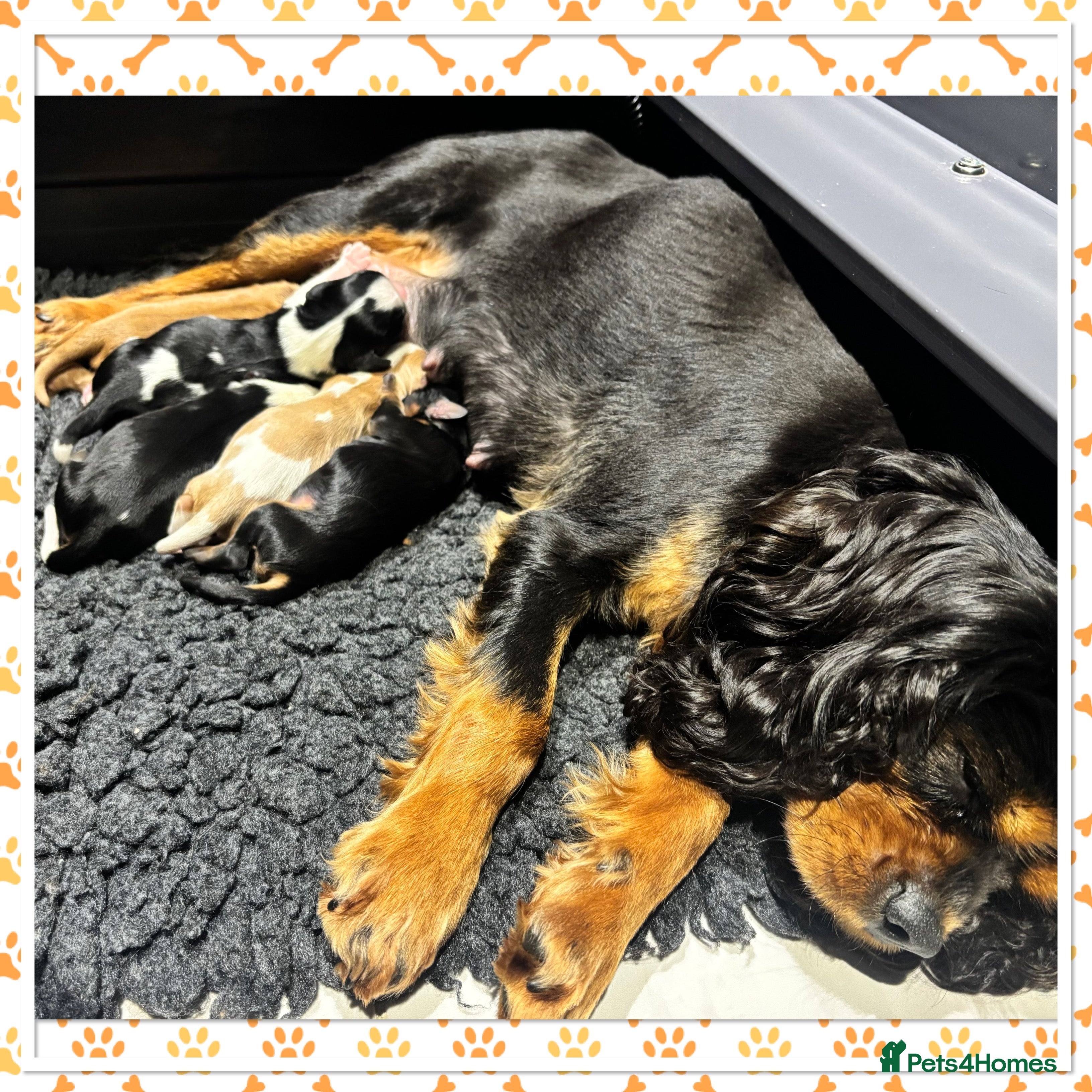 Cavalier King Charles Spaniel dogs KC reg Cavaliers's from Health tested parents - Advert 1