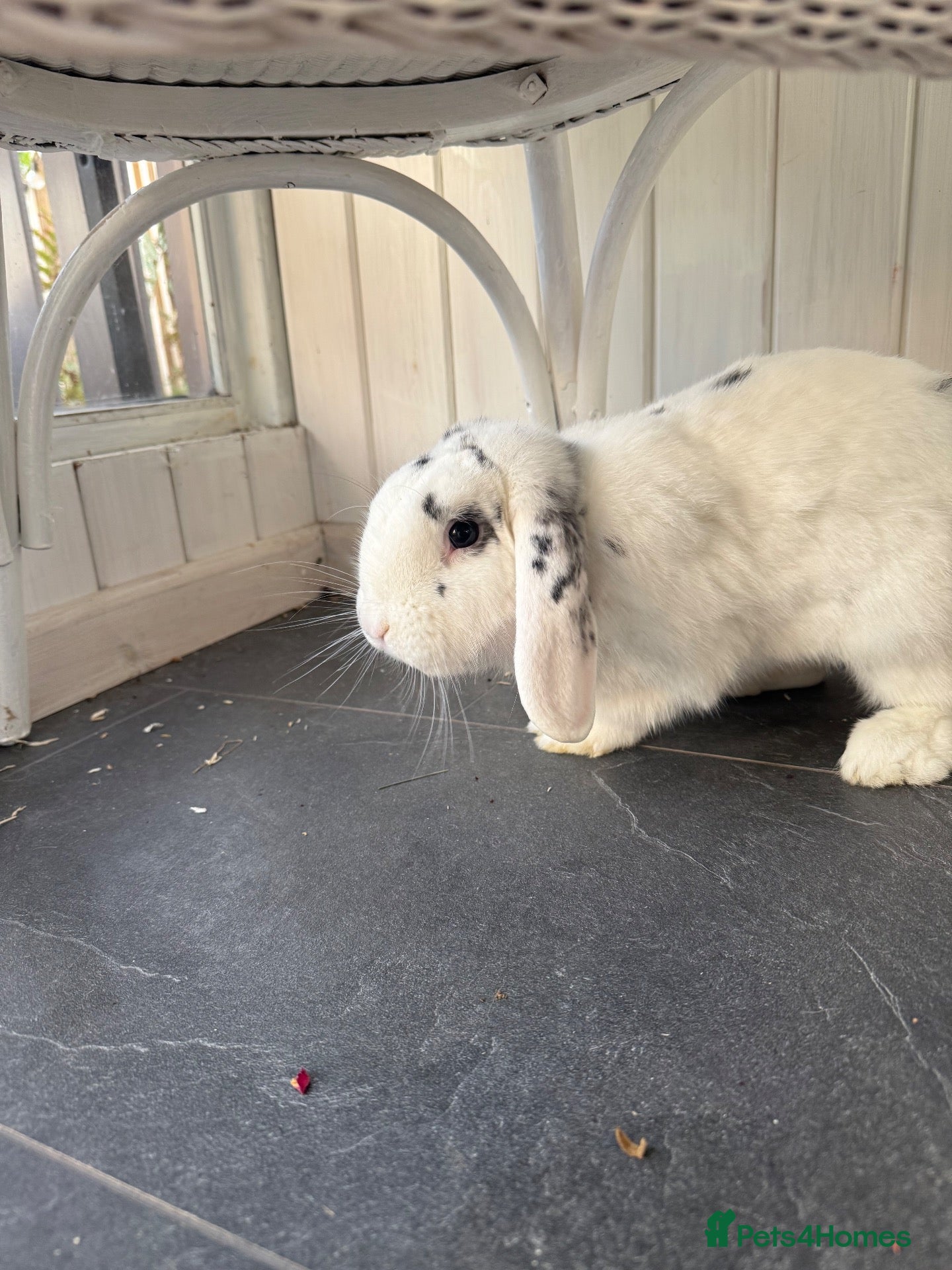 English Lop rabbits for sale: Rabbit  - Advert 5