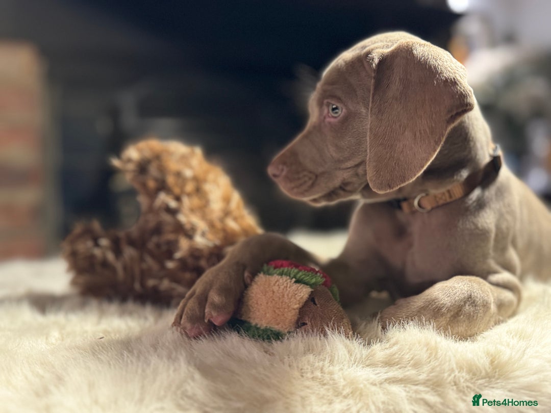 Weimaraner dogs for sale: ✨READY NOW✨ LAST FEW GIRLS✨ KC Reg Pups  ✨ - Advert 26