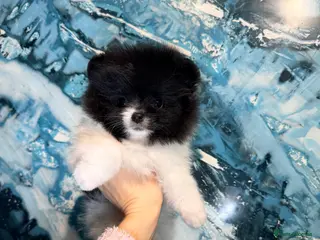 Pomeranian dogs Party color Pomeranian boy like a panda bear - Advert 1