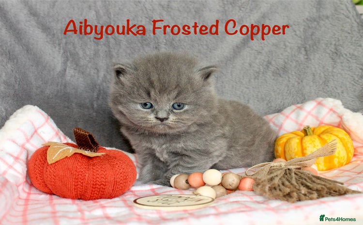 British Shorthair cats - Advert 4
