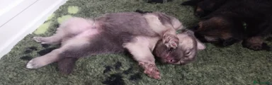Blue/tan boy (green collar)