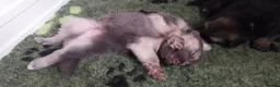 German Shepherd dogs for sale: KC health tested german shepherd puppies - Advert 20