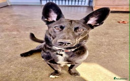 Mixed Breed dogs for adoption: WHISKY - 19 months old, Male, Mixed Breed - Image 5