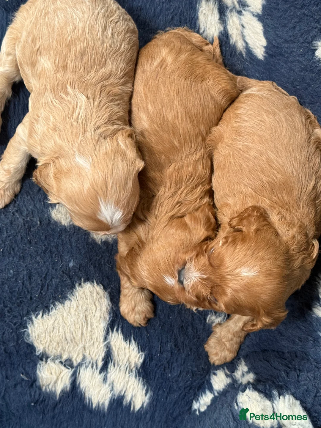 Cavapoo dogs for sale: Beautiful F1 Cavapoos  - Advert 3