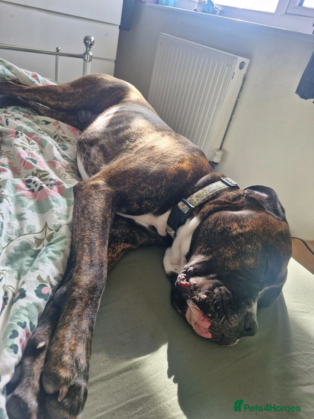 Mixed Breed dogs for sale: Beautiful boy will be your best friend  - Advert 2