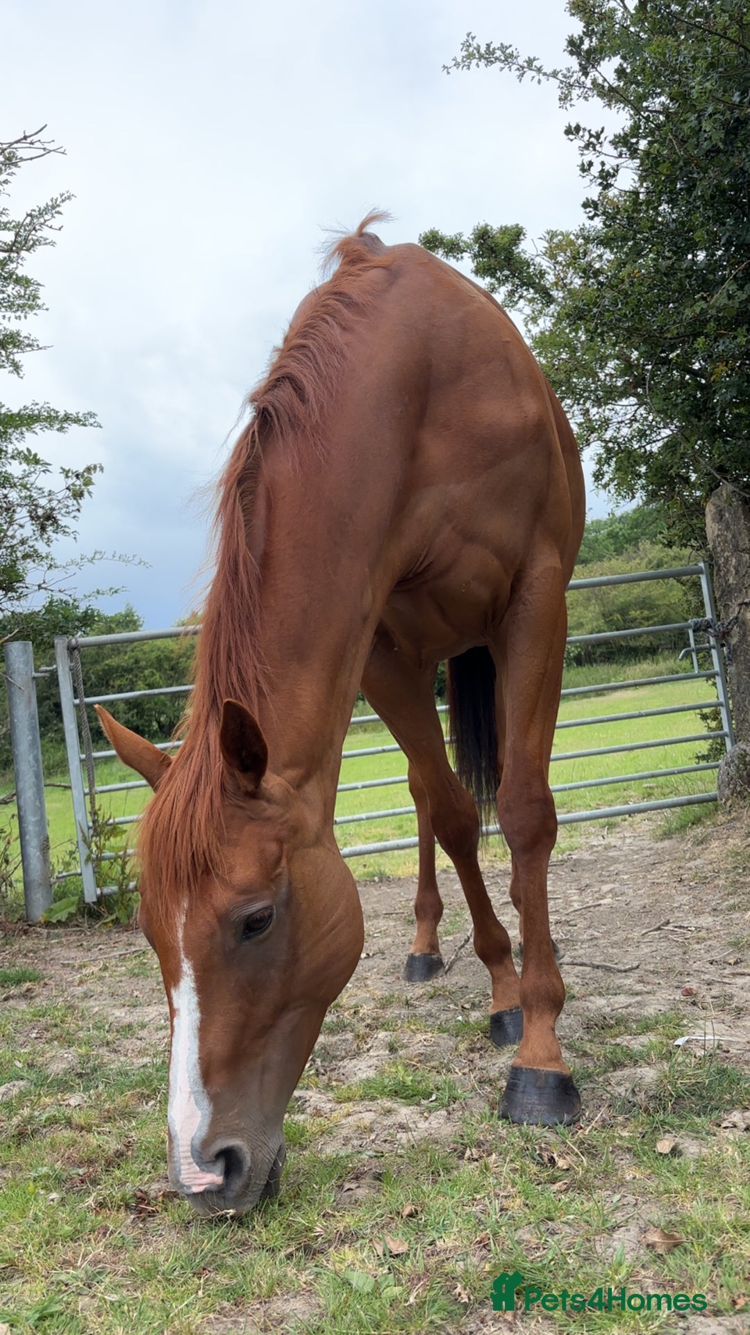 English Thoroughbred horses for sale: Chestnut Thoroughbred Mare - Image 3