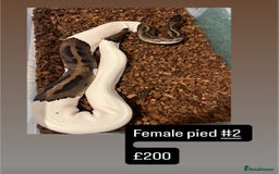 Python Snake reptiles for sale: Royal pythons for sale - Image 7