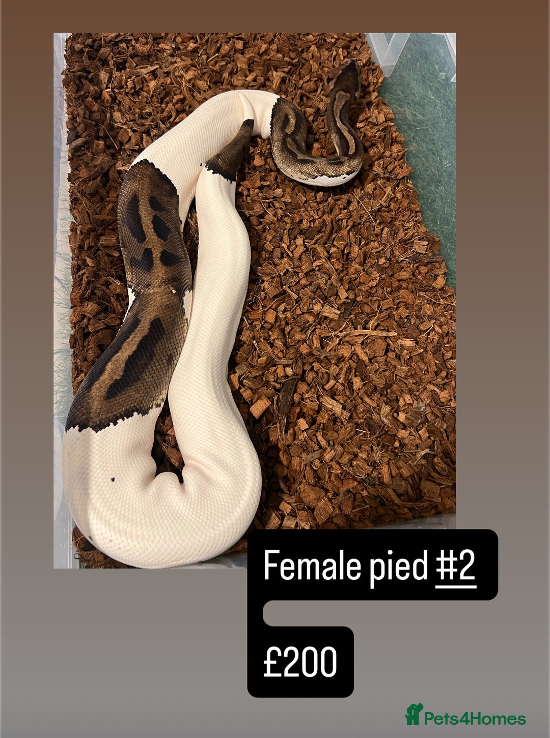 Python Snake reptiles for sale: Royal pythons for sale - Image 7
