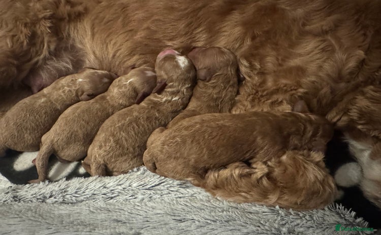 Cavapoo dogs - Advert 3