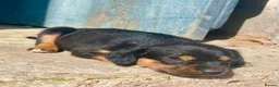 Mixed Breed dogs for sale: Cavalier x kelpie - Advert 6