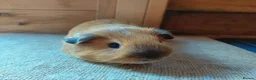 Guinea Pig rodents for sale: Californian guinea pig - Advert 2
