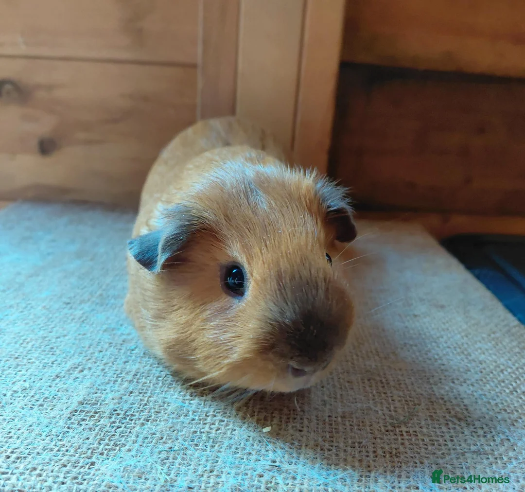 Guinea Pig rodents for sale: Californian guinea pig - Advert 2