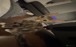 Mixed Breed cats for sale: Selling kitten tabby x bengal - Image 1