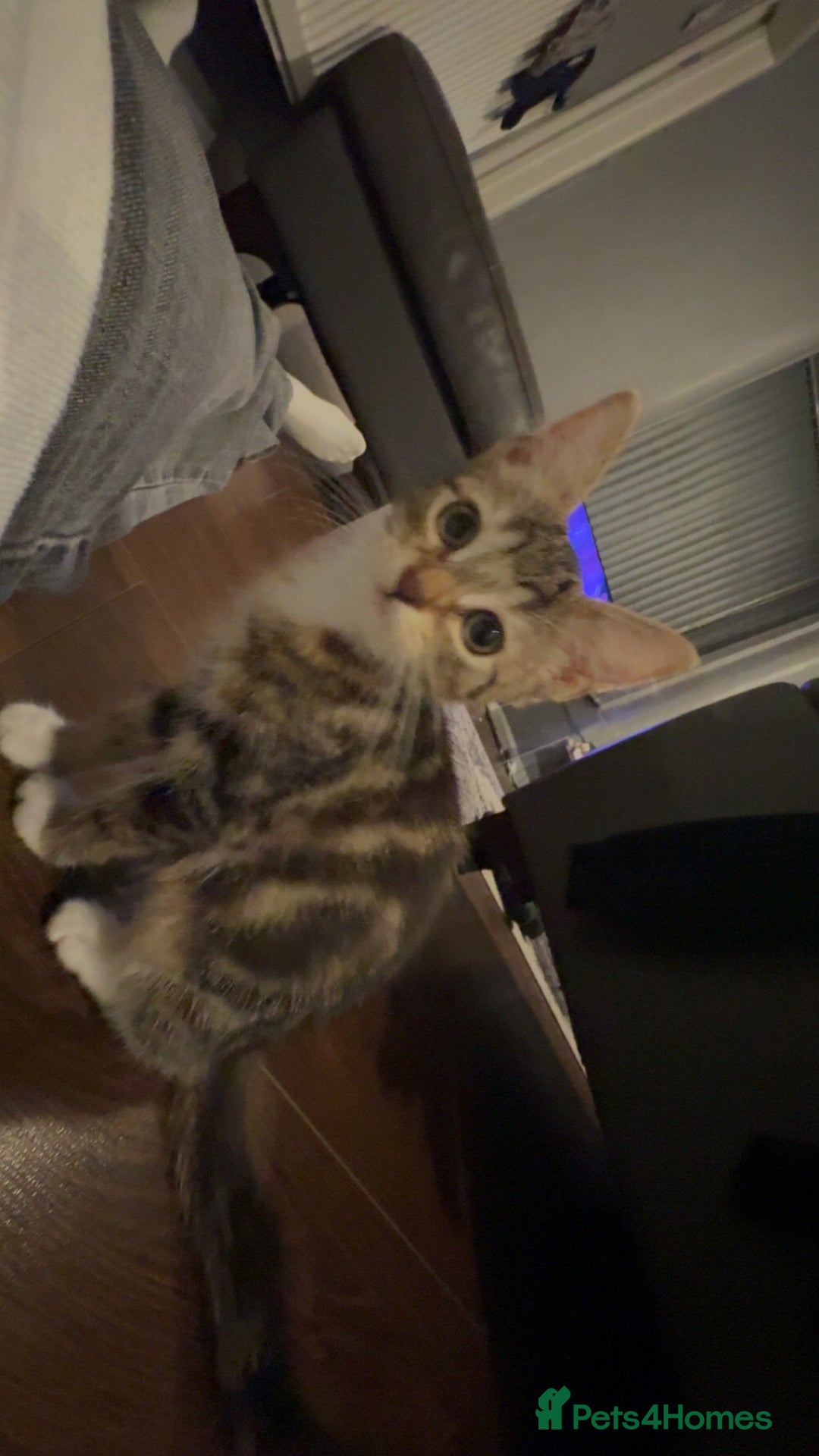 Mixed Breed cats for sale: Selling kitten tabby x bengal - Image 1