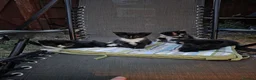 Mixed Breed cats for sale: Two kittens (boys) in Bognor Regis - Advert 4