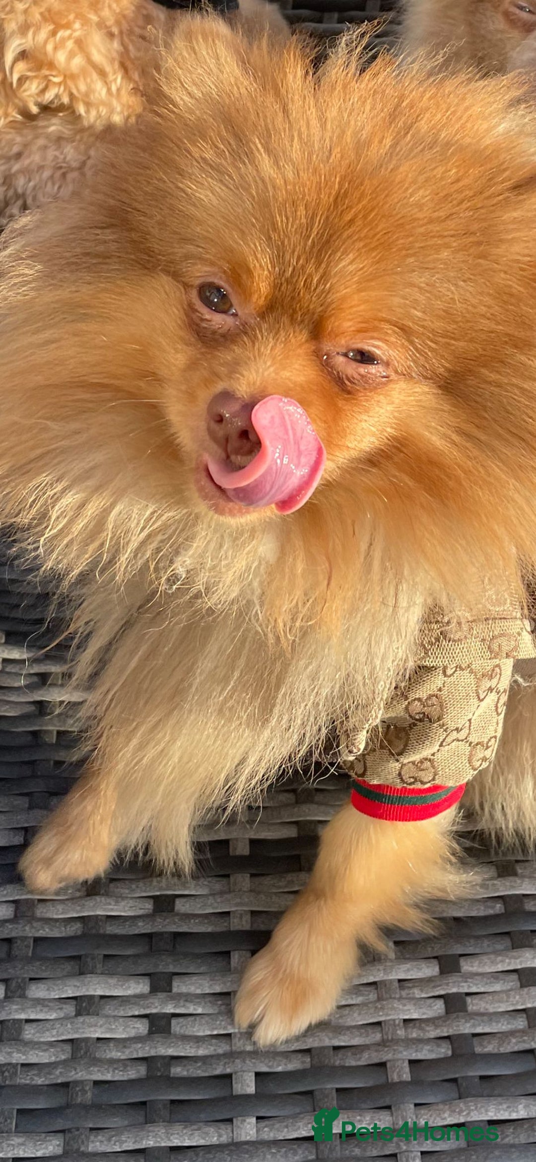 Pomeranian dogs for stud: Cobee (PROVEN)  ( STUD ONLY ) (PRODUCING MERLES)   in Liverpool - Advert 15