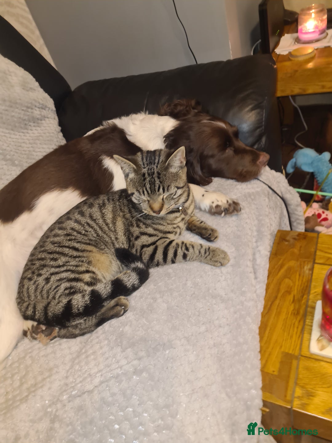 Bengal cats for sale: Walter, free to a good home  - Advert 3