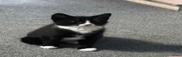 Domestic Shorthair cats for sale: 11 week old male kitten - Advert 3