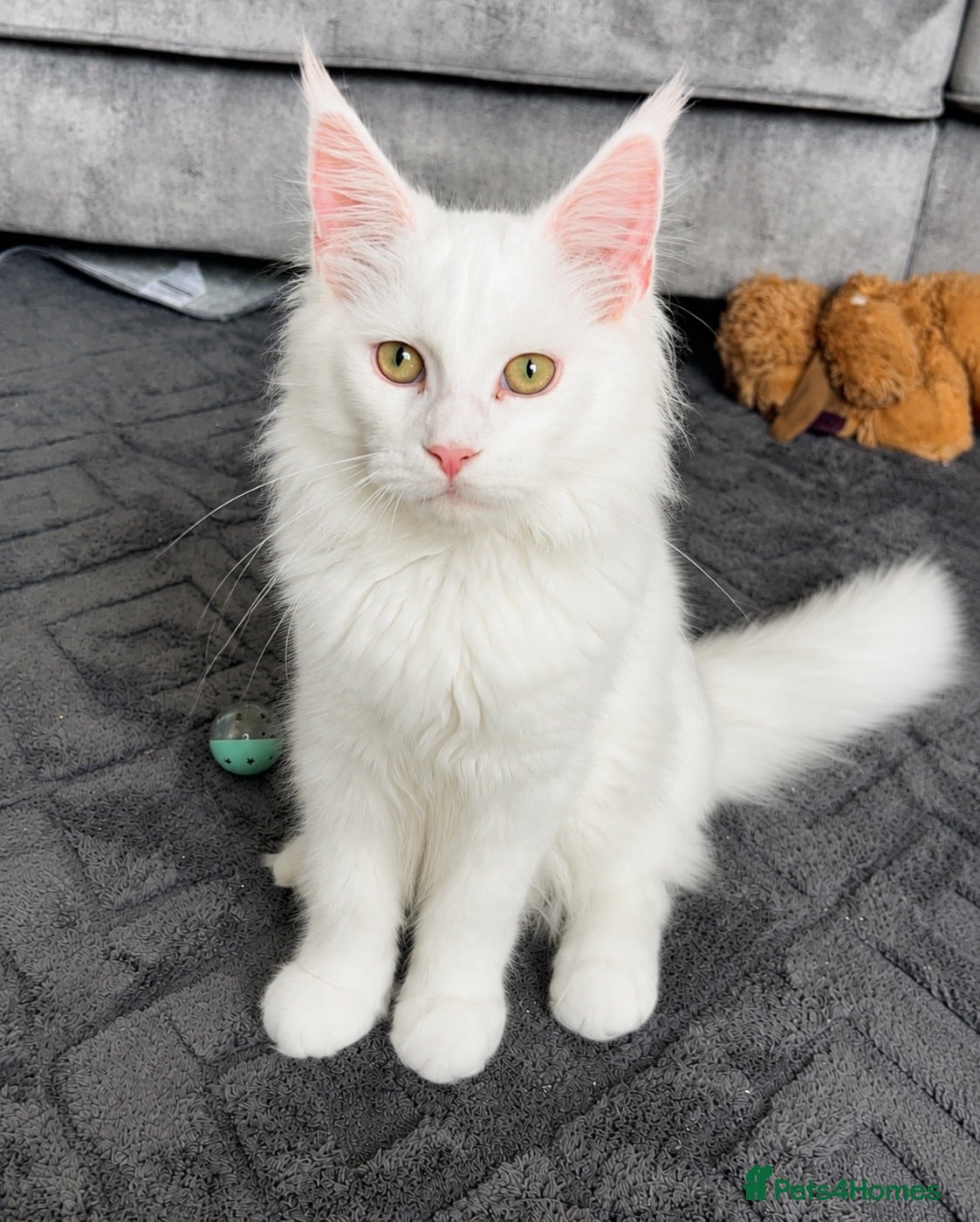 Maine Coon cats 5 month old pure white Maine coon kitten  - Advert 12