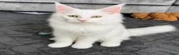 Maine Coon cats for sale: 5 month old pure white Maine coon kitten  - Advert 1
